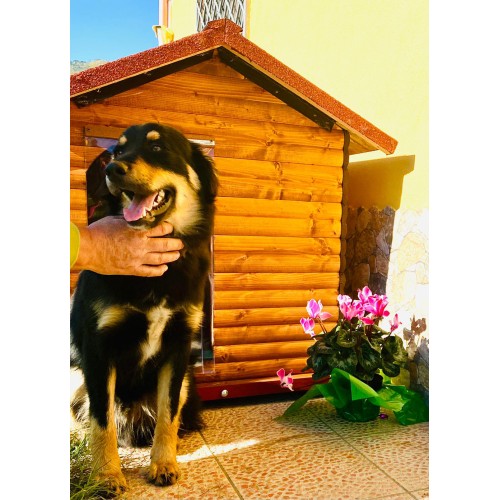 Cuccia per cani da esterno in legno per Cocker, Setter, Border Collie